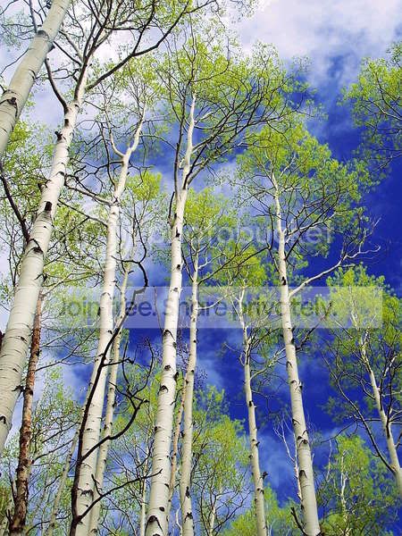 94-Aspen-Trees-near-Mt-Sopris.jpg