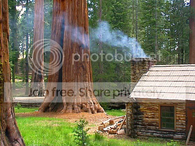 MariposaGroveCabininYosemite.jpg