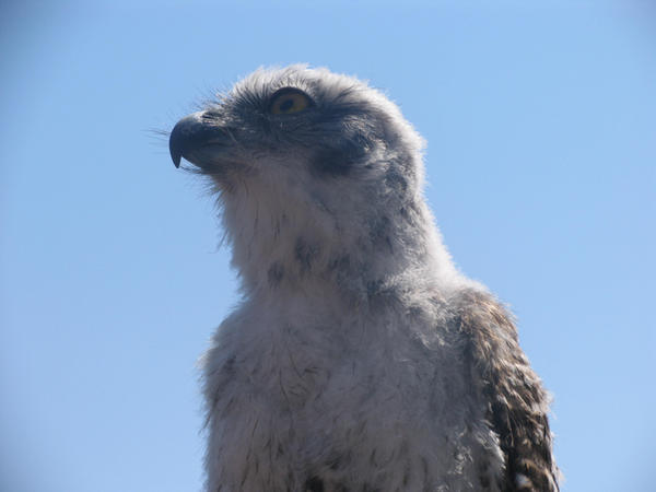 Zoo_collection_XVII_by_ninja_starz2.jpg