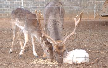 deer-rabbit-01.jpg