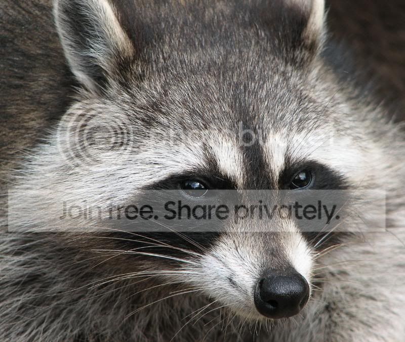 Raccoon_Procyon_lotor_2-1.jpg
