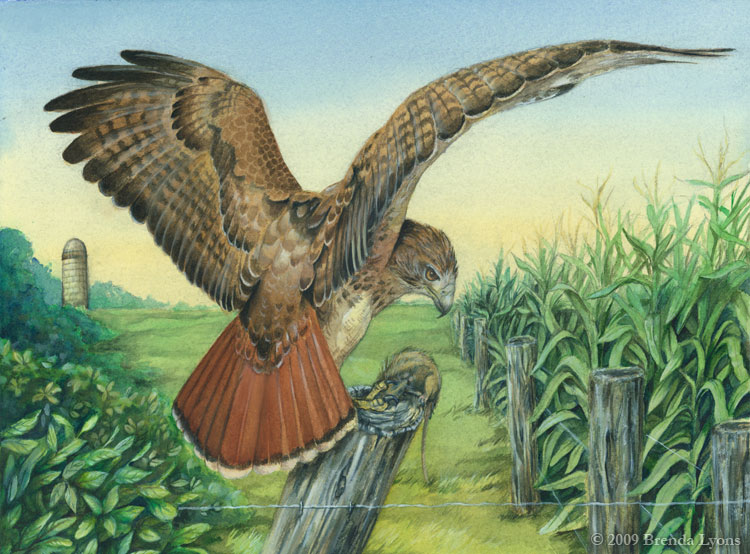Thesis___Red_tailed_Hawk_by_windfalcon.jpg