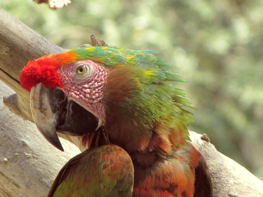PARRRROT_by_patatipatata123.jpg