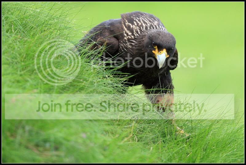 Striated_Caracara_II_by_nitsch.jpg