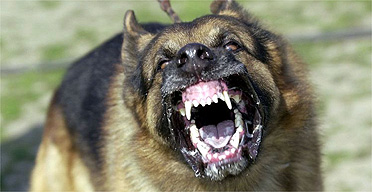 Canine.jpg