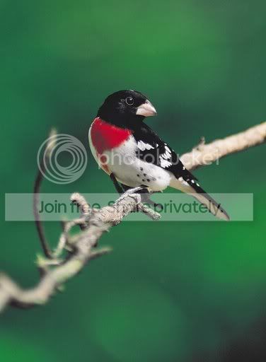05birds121.jpg