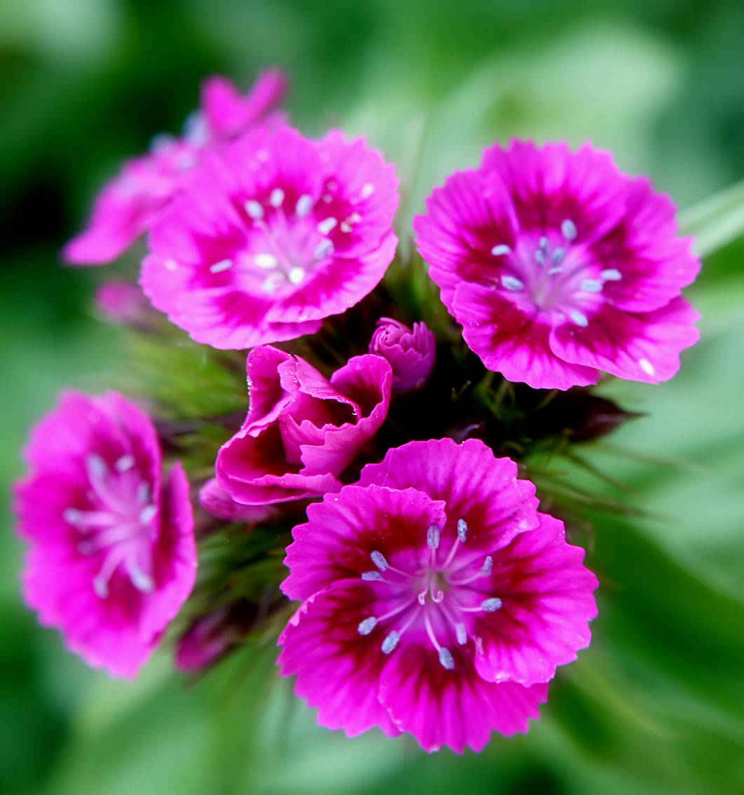 Pink_Sweet_William_flowers.jpg