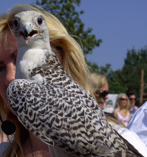Hawk_stock_by_Hisui_mi.png
