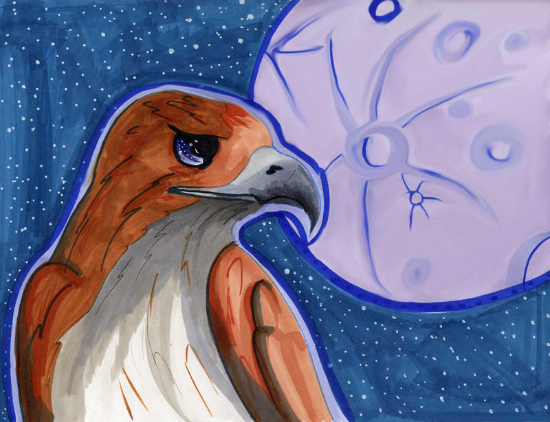 Hawk_May_by_Lucky978.jpg