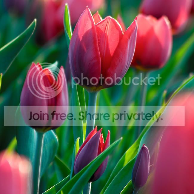 Tulips_by_oriontrail.jpg