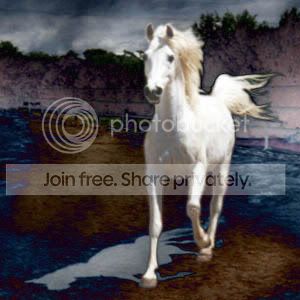 horse.jpg