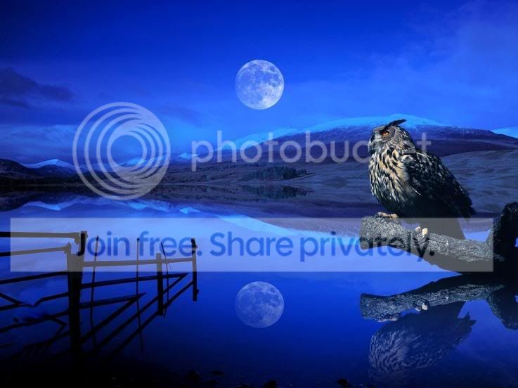 New_Moon_owl.jpg