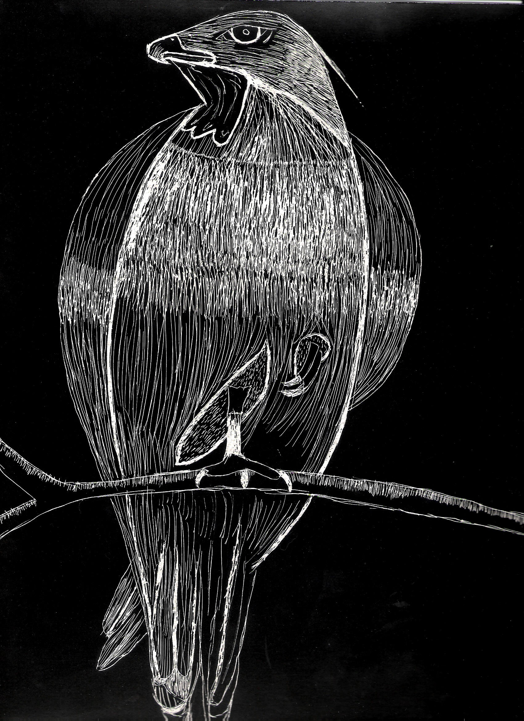 Night_Hawk_by_Almostbalanced.jpg