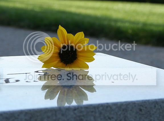pod_sunflower.jpg