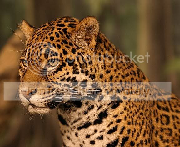 734px-Jaguar_head_shot1.jpg