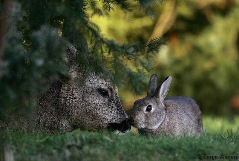 deer-&-rabbit.jpg