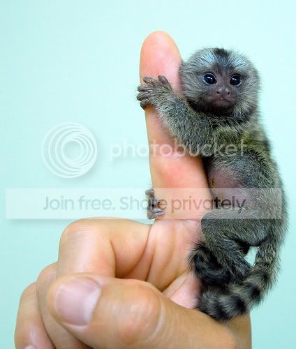 Monkey_by_linker123.jpg
