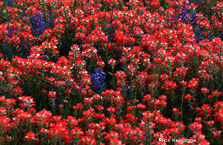 Texas_Indian_Paintbrush.JPG
