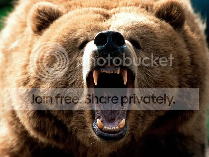 Feeling_Grizzly-1600x1200.jpg