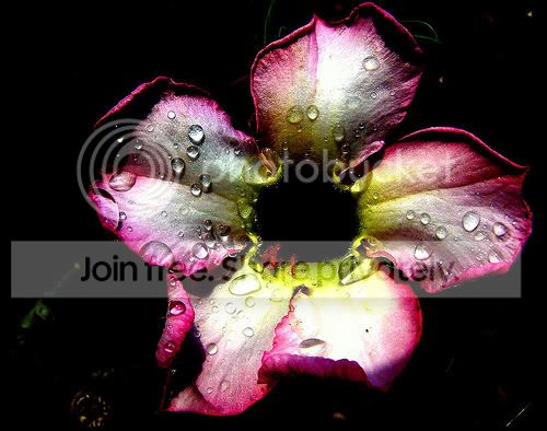 1997591786_c85fe334d1.jpg