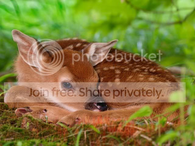 deer.jpg