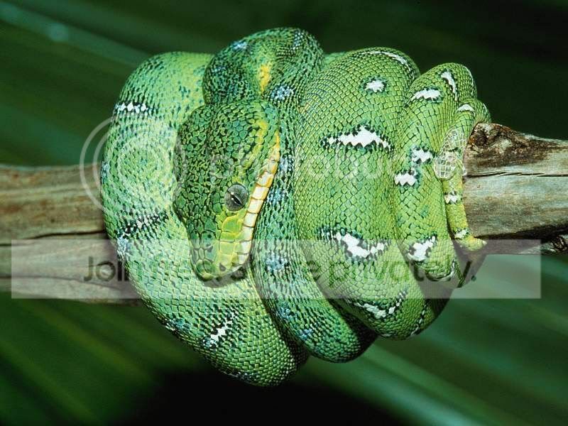 snake_2-1.jpg