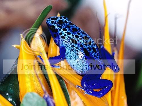 BluePoisonArrowFrog.jpg