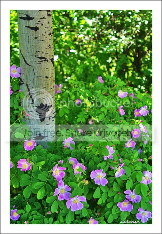 wildroses.jpg