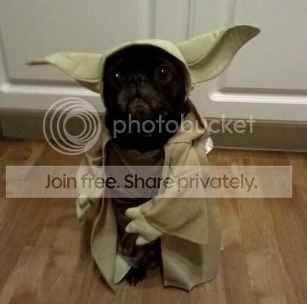 SuperDoggie.jpg