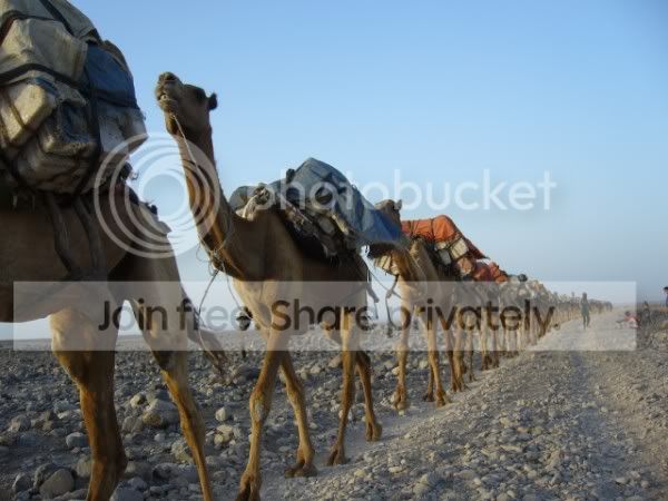 Camels2.jpg