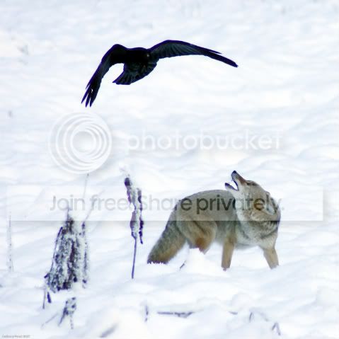 RavenandCoyote-1.jpg