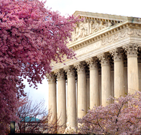 Washington_DC_Cherry_Blossoms.jpg