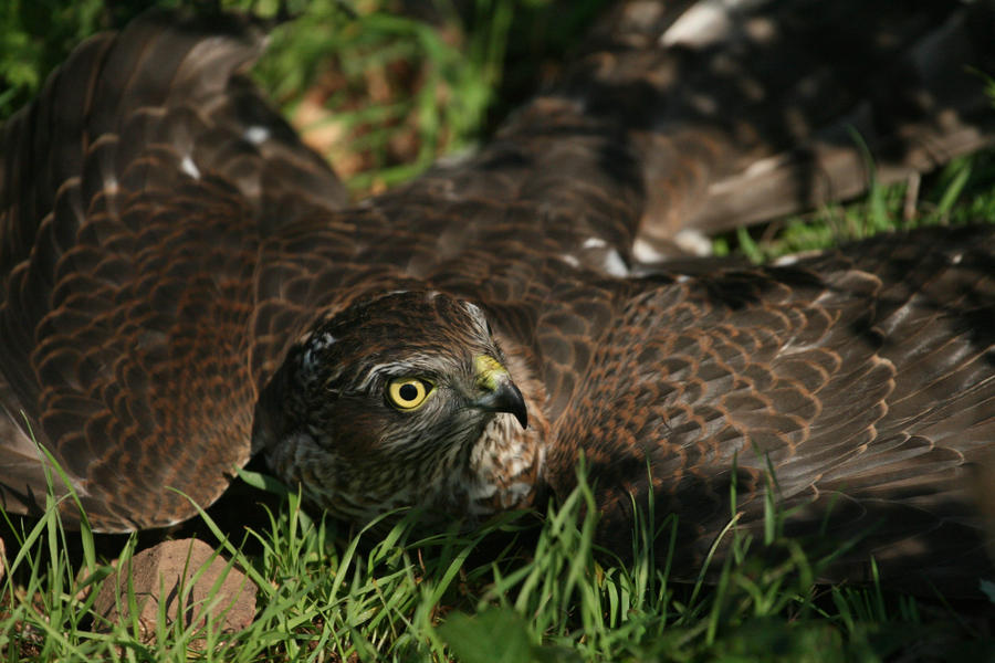 hawk_by_darkBlueyellow.jpg