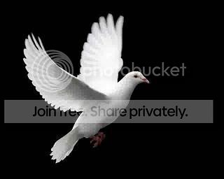 bigstockphoto_White_Dove_In_Flight_.jpg