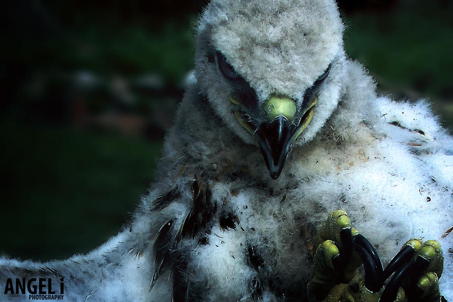 another_hawk_by_angeli_photography-d3gvv13.jpg