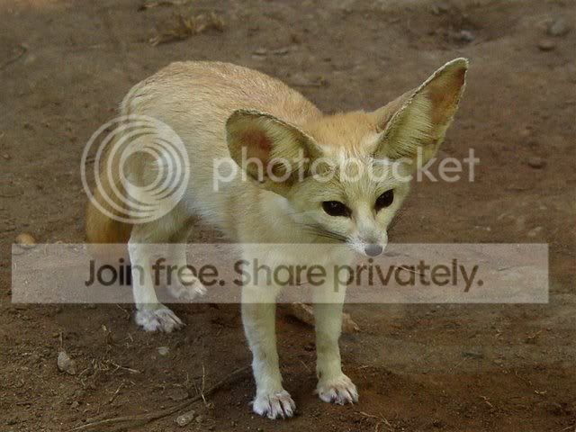 safari-23.jpg