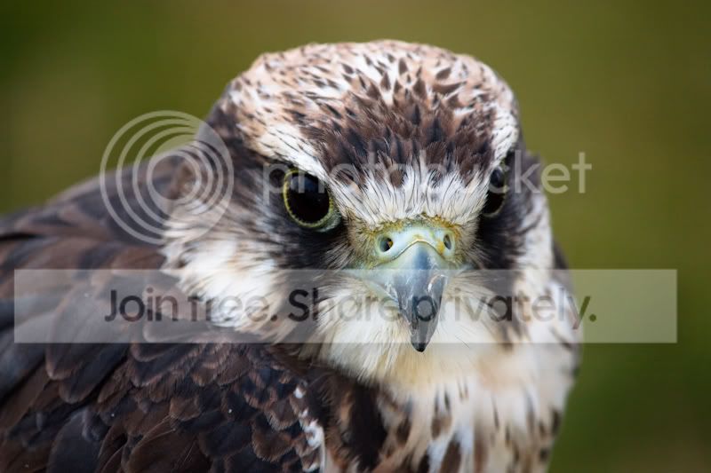 Birds_of_Prey_I_by_toosas.jpg