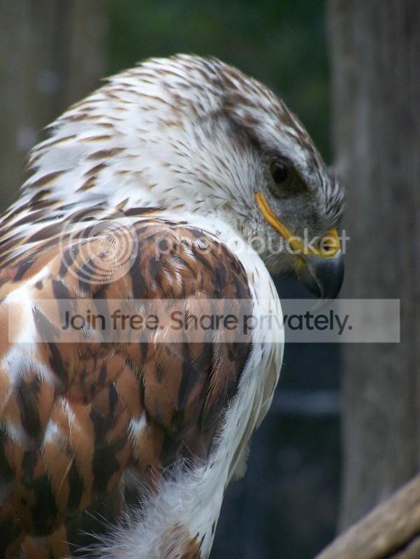Birds_of_Prey_Collection_by_KodaFal.jpg