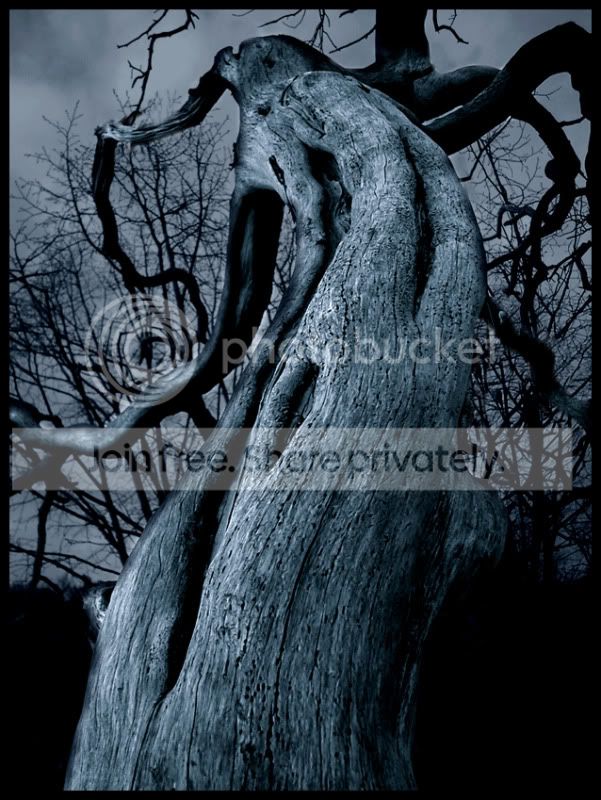 The_Dark_Tree_by_x_horizon.jpg