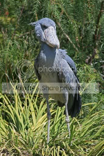09_Horn_Billed_Stork_2.jpg