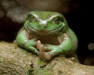 funny-frogs.jpg