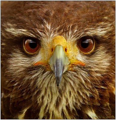 Hawk_by_justinblackphotos.jpg