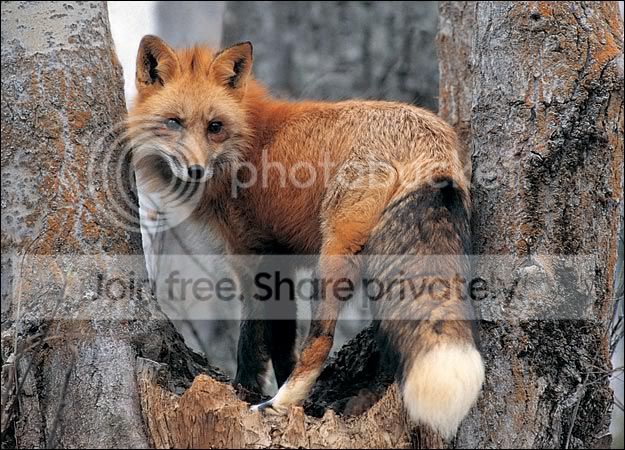fox-picture-1.jpg