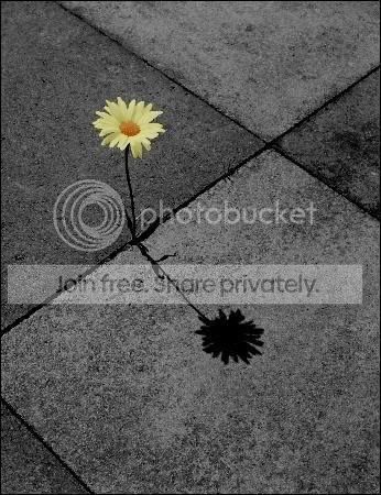 flower2.jpg